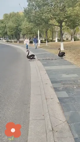 Black swan family cross a road! #blackswan #funny #cutenss