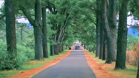 Đi qua một đoạn đường thân quen, đi trên con xe mình thích và nghe một bản nhạc cũ..! Khá yên bình ⛰️ #civic #81civicteam #hangthongtramtuoi #teamgialai 