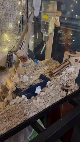 Late thanksgiving post! The girls skipped the main course and went for the pumpkin pie of course! Happy Holidays to you from the girls! #molly #mollybeansdad #mouse #mice #rescuemouse #rescue #rescueanimal #princess #rodent #thanksgiving #pumpkinpie 