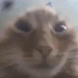 i understand it now #catcore #cats #cattok #catsoftiktok #ambient #foryou #fyp #lyoshnka 