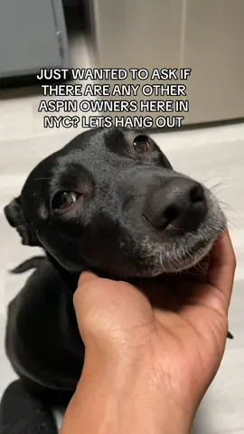 Shadow the aspin in nyc. #aspin #aspindog 