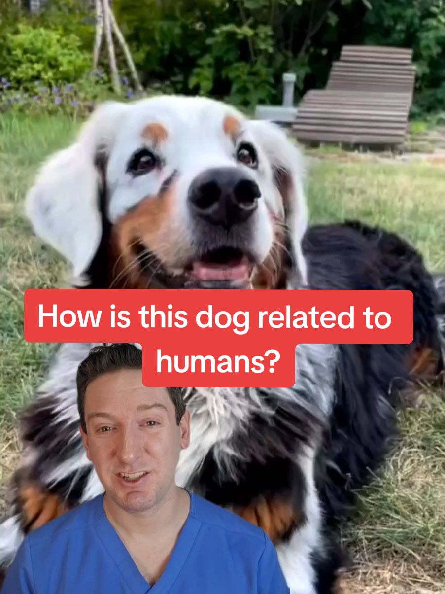 What does this dog have in common with humans?  Thanks @Cleo & Fanny👼🏼 for sharing!  #creatorsearchinsights #vitiligo #vitiligoawareness #autoimmunedisease #dermatology #todayilearned #whatsonmyskin #vitiligocheck  #tiktokpartner #jakinhibitors 