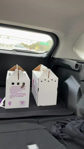 Never a dull moment with sparky😅  #dramatiktok #catsoftiktok #oreoandsparky #beetlejuice #hudabeauty #wickedthemusical #wicked #dramaticcatsoftiktok #catsoftiktok 