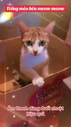 Tiếng mèo kêu meow meow dùng để đuổi chuột cực kỳ hiệu quả.. #meokeu, #tiengmeokeu, #duoichuothieuqua