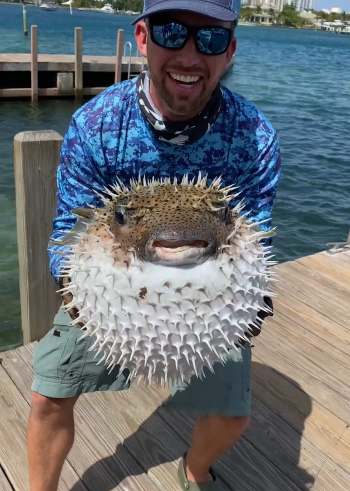 Why do pufferfish puff up? #pufferfish #fish #animals #animalsoftiktok 