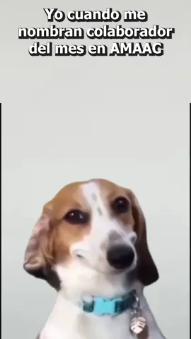 Cuando te nombran colaborador del mes