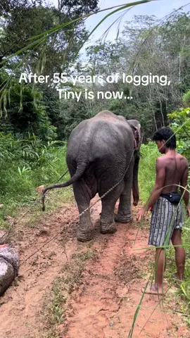 Tiny is free! He is enjoying his new life at Following Giants. He logged every day of his life for 55 years. So, walking free without chains around his feet must feel so good. Can't thank everyone enough for helping Planting Peace rescue Tiny. It means the world to me. Thank you! - Aaron.    You can sign up on our site to help Planting Peace. Our goal is to help rescue one elephant a month. Info in bio. ##peace##elephant##elephantrescue##elephantrescue##plantingpeace @@The Original Poop Bags#@@FOLLOWING GIANTS