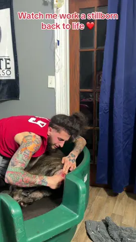 Stillborn Puppy Worked back to life ❤️ She was stuck for about an hour outside of her sac so she was lacking oxygen which then requires immediate intervention so before You Paw patrol Karen’s start saying “Let her do it herself “ or “Wear Gloves “ y’all can do it your way , I’m completely germ free from the outside world and I like being able to feel what I’m helping guide out , if it was yall way that puppy would not of made it so think before you comment . I’m very good at this 🤷🏻‍♂️ #upstatecanecorso #newborn #god #Thebest #pups 