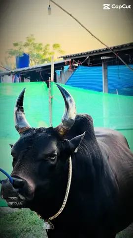 ออกเคียงได้แล้วค่ะพ่อเห่อ ตาเล็กพร้อมเหลือเกินเลย☺️🤲#นิลงามท้องลายสิงมะนะชัย✌️✌️✌️ #ไอ้ตาเล็ก #ของดีคลองพน #วัวชนกระบี่💜 