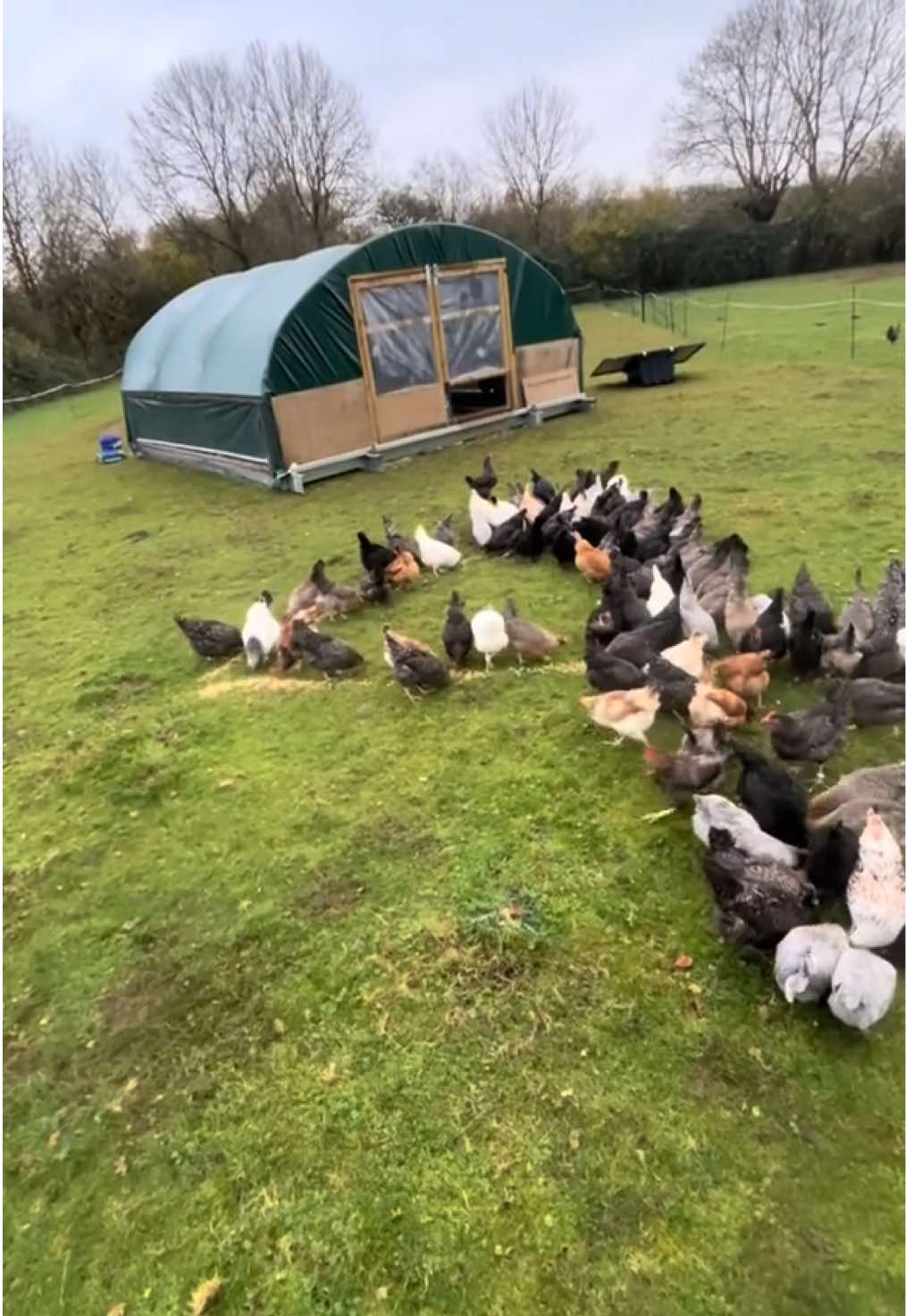 Chaos on day 4 #farming #chicken #Sustainability #farmer #smallfarm #egg #farmlife 