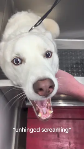 owning a husky is NOT for the weak, they really do embarass the crap out of you😮‍💨  #dogsoftiktok #husky #huskysoftiktok #doggrooming #DIY 