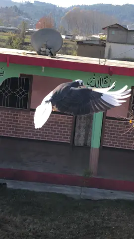 #my #roller #pigeon #faryou #viralvideo #faryoupage #growmyaccount #afnantanoli7 #fyp #fypviralシ #palzzz #tiktok #team #unfreezemyacount #afnantanoli7 #10kfollowrs #1millionviews #kabutar 