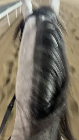 #نادي_الصيد_والفروسية #مضمار #مضمار #horse #خيل_عربي_اصيل #صبحان #وطن #مروج #سباق #🐴❤️ 