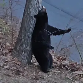 it’s gettin sticky (itchy)! don’t ask what this is I made it after taking nyquil for my cold LMAO #bears #tylerthecreator #Chromakopia #grizzlybear #blackbear #edit #videoedit 