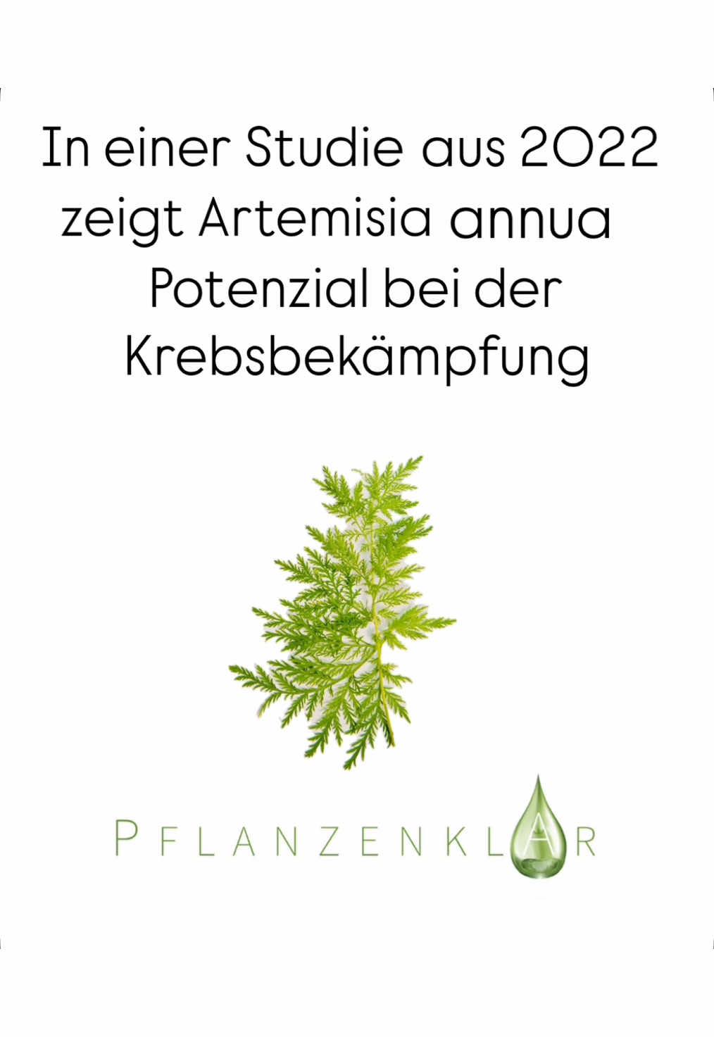 Die Pflanze Artemisia annua zeigt Potenzial bei der Krebsbekämpfung. Im November 2022 wurde eine Studie in der Fachzeitschrift Plants veröffentlicht, in der ein bestimmter Wirkstoff der Pflanze Artemisia annua, Dihydroartemisinin (DHA), genauer untersucht wurde. Dabei stellte sich heraus, dass DHA das Wachstum von Krebszellen hemmen und deren Teilung stoppen kann. Besonders wirksam ist DHA, weil es auf wichtige Prozesse in den Krebszellen einwirkt und sie so zerstört. Diese Ergebnisse sind vielversprechend und könnten in Zukunft dazu beitragen, neue Krebstherapien zu entwickeln. Wie immer braucht es langjährige Forschung, bevor DHA als Medikament verwendet werden kann. Hier der Link zur Studie:  https://www.mdpi.com/2223-7747/11/23/3341 #artemisiaannua #heilkräuter #heilkräuterkunde #heilkräutergarten #heilkräuterwissen #einjährigerbeifuss #Heilpflanzen #heilpflanzenwissen #heilpflanzenkunde  