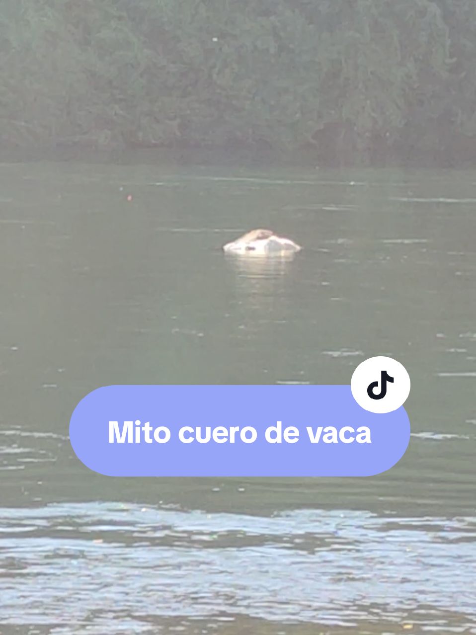 ¿Es o no es el mítico cuero de vaca? te leo #rutaprimitivo #cuero #vaca #mito #chile #surdechile 