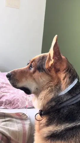 solo un pedacito de queso…🫣 (admiremos el trozo de sandía en la baba) @castelloiines #paratiii #perros #gordo #pedacitodequeso #obsession #comida #perrogordo #tiktokviral #SantJordi2024 #fyp #food 