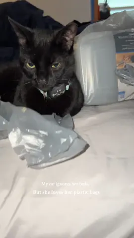 This little cat can have anything she wants. What she wants is a plastic bag. 