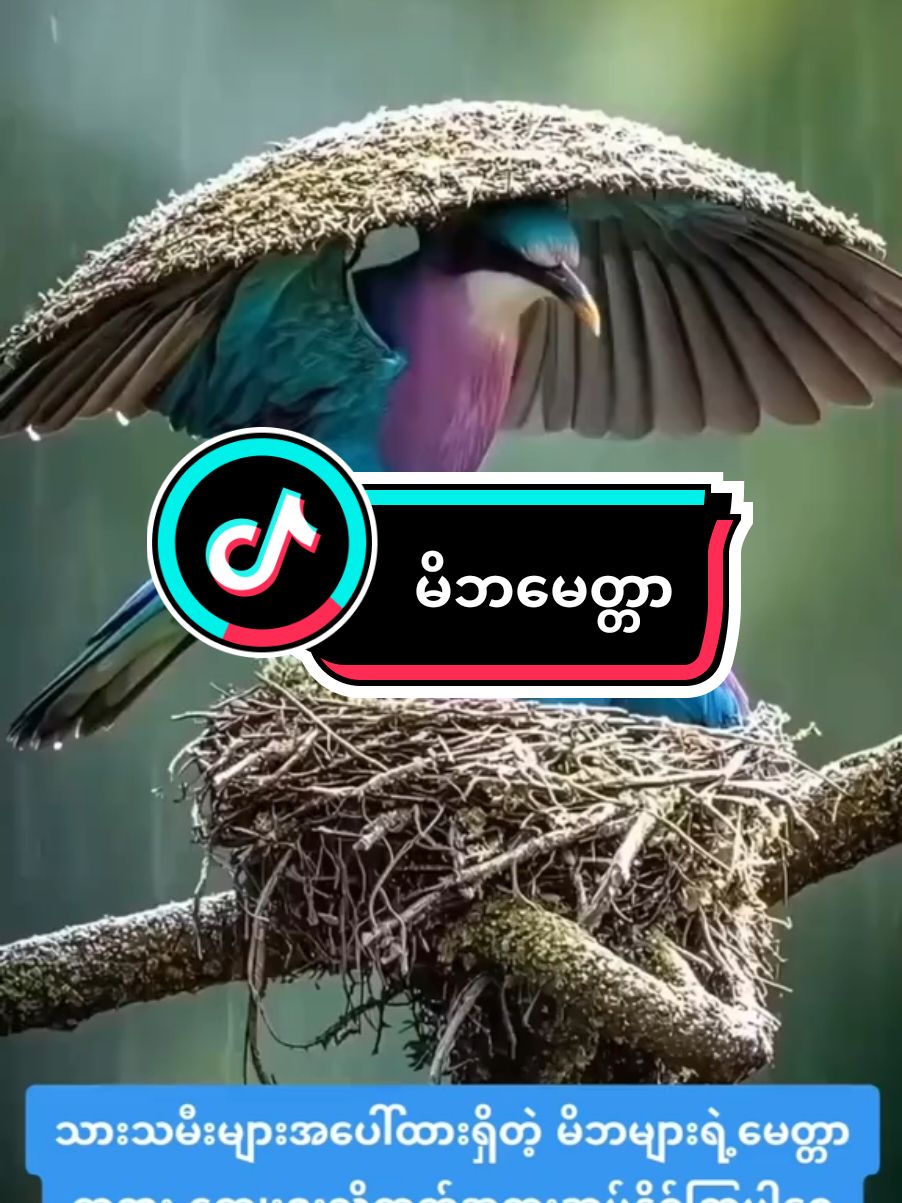 #မိဘမေတ္တာကြီးမာပုံကိုမြင်နိုင်ပါစေ🙏 #ခင်ရင်❤️❤️❤️ပေးခဲ့နော် #မြန်မာသံကိုချစ်မြတ်နိုးသူများထံသို့ #fypシ゚viral #foryoupage❤️❤️❤️foryou💞💞💜 #ရောက်ချင်ရာရောက်စမ်းကွာfypシツ♡☆★ #tiktokuni #🎙ခက်ခက်မိုးဦး #Credit to Original movie Owner #