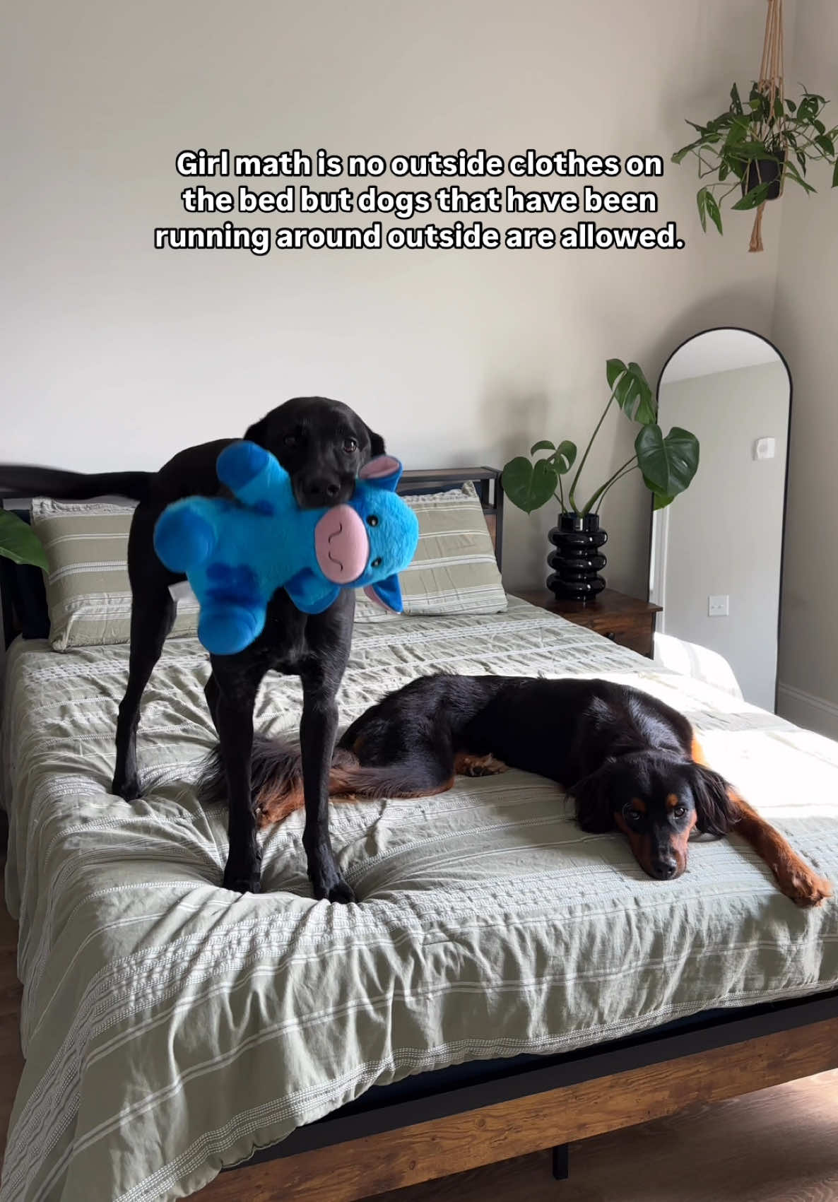 Dog germs don’t count 🤷🏼‍♀️  #blacklabradorretriever #labrador #labradorsoftiktok #labradormix 