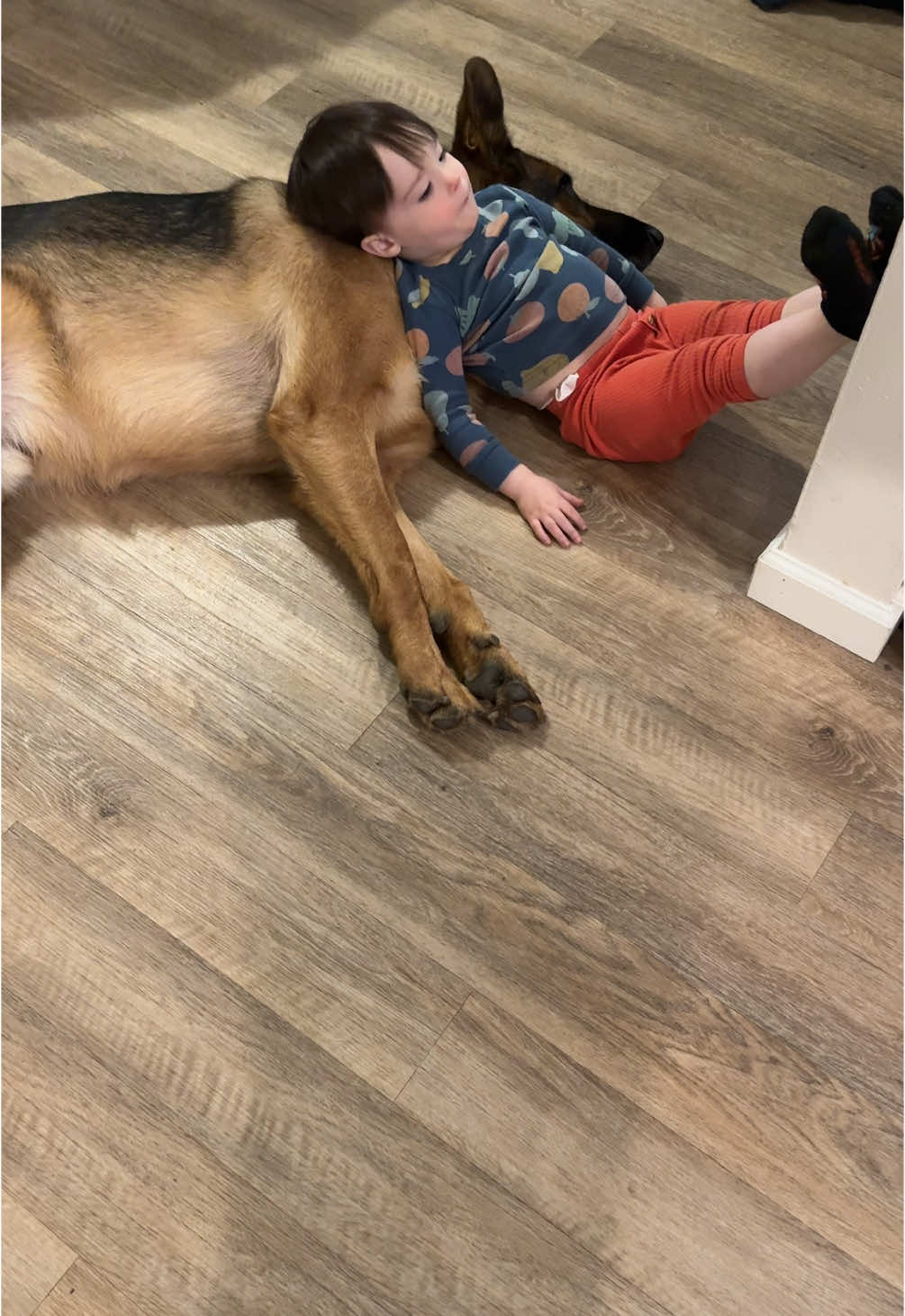 Otto is the most patient dog in the world ❤️ #toddlersoftiktok #toddlerboy #germanshepherd #gsd #toddlersanddogs #BestFriends 