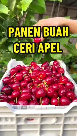 Panen Buah Ceri Apel Lagi #fyp #soundviral #bibit #bibitsuperr #benihviral #buahceriapel #ceriapel #benihceriapel #tipstanaman #tipstanambuah #tipsberbuah