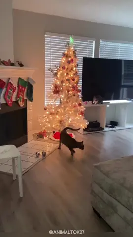 Why do cats hate christmas trees 💚😂🎄 #cute #animalsoftiktok #animals #animaltok #cats #christmas #funny 