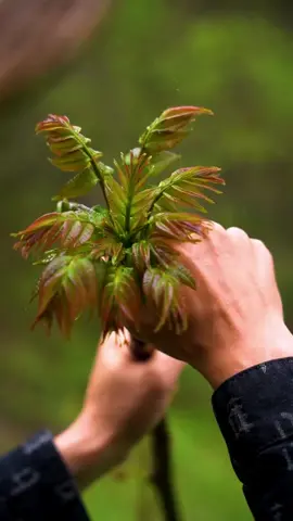 #food #deliciousfood #fyp #tiktok #bestvideo #foryou 