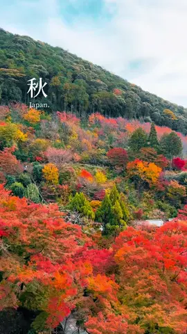 Autumn 2024 #aki #japan #秋 #indayinjapan 