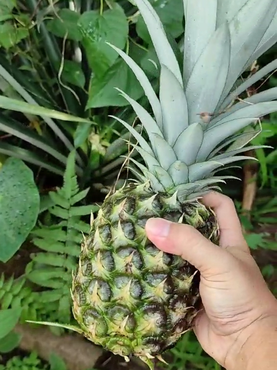 Petik Buah Nanas di @kebunajar 🤠 Lagi kepingin bikin lotis, dan kebetulan masih ada buah Nanas yang sudah matang di kebun, jadi cuss deh pagi-pagi langsung ke @kebunajar sekalian gowes tipis-tipis 🤠. Ini ceritaku hari ini 🤠 Yukk bagikan cerita pengalamanmu hari ini 😃. #berkebun #buahnanas #petiknanas #kebunajar #gowes #kebun #hijau #tanaman #hariini 