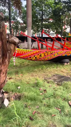 Ghe Cà hâu 2T7 của Bảo Tàng Tỉnh Sóc Trăng  #soctrangmaidinh🤟 #ghecahausoctrang #duaghengosoctrang #ghecahau #duaghengo2024 #oocomboksoctrang #baotangsoctrang #soctrang83 #maspero #socsabaysoctrang #socsabaysoctrang83 