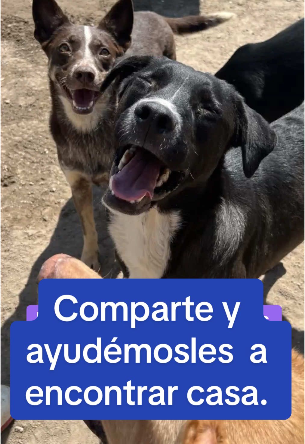 Ayúdame a compartir y hagamos que estos perritos tengan más posibilidades de ser adoptados. Todos estan en Refugio Buenos Chicos en Zapopan, Jalisco. #adopta #guadalajara #Love #amor #zapopan #foryou #parati 
