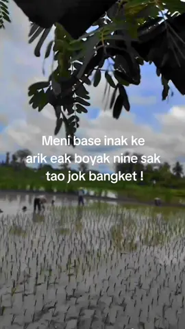 boyak nine sak Tao te Irak jok bangket #fyppppppppppppppppppppppp  #lombokvirall🌴🌴 