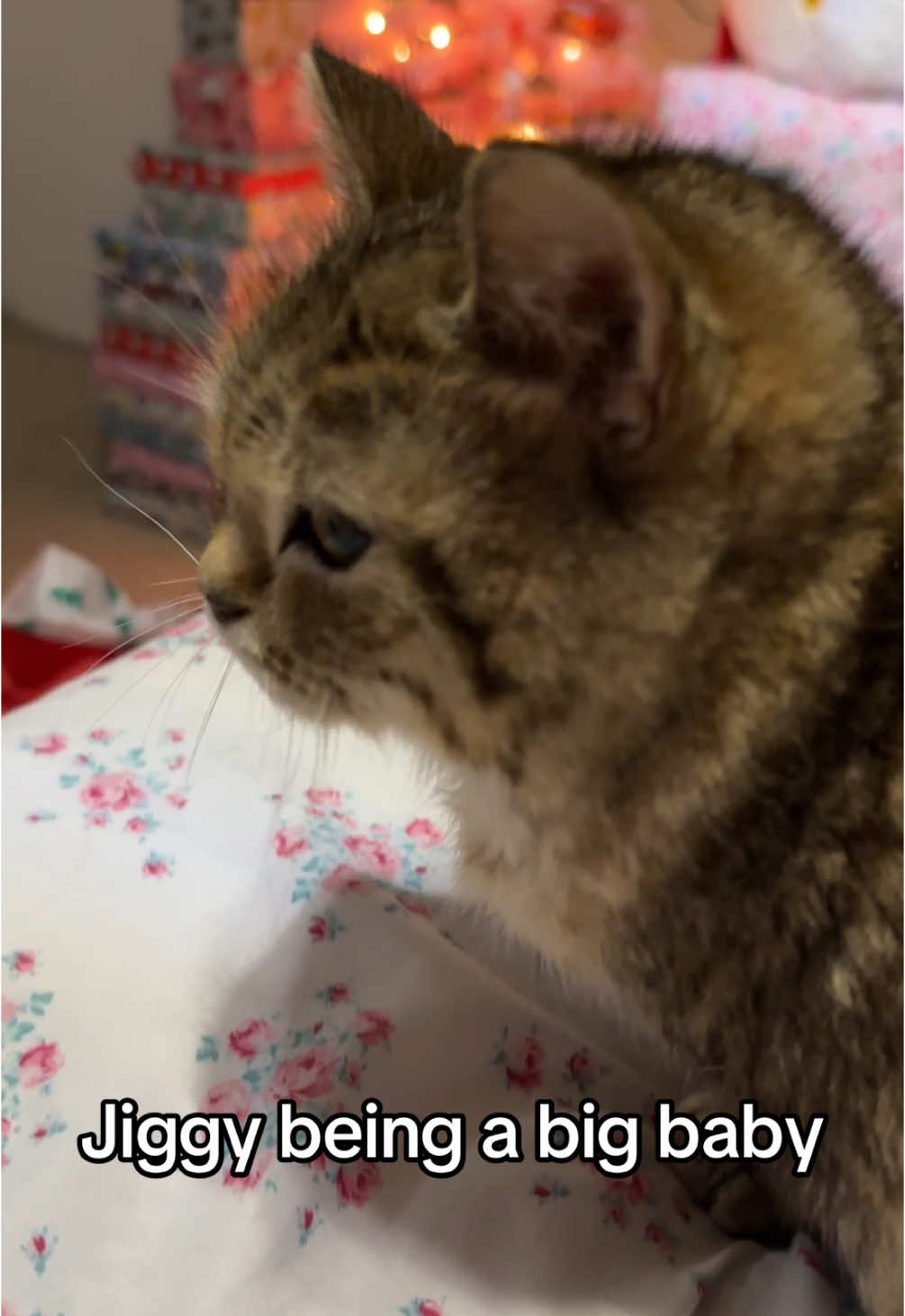 only 21 more days until she gets her christmas presents! 🥰 #jiggysmalls #dwarfcat #fyp #jiggycat 