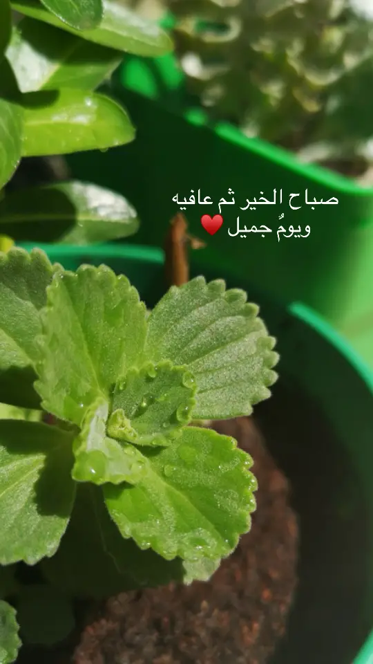 #tiktok #صباح_الخير 