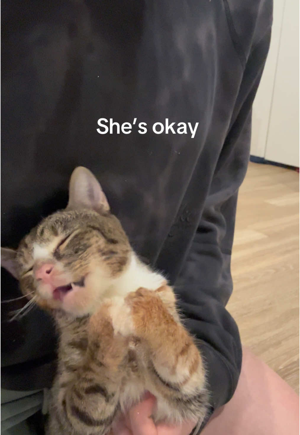 Ollie for the 2028 Olympics?#olliewobbles #wobblycatsyndrome #disabledcats #wobblycat #catsoftiktok #CH #funnycat 