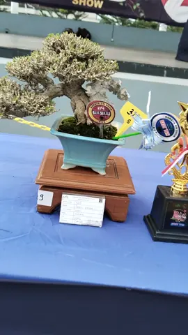 Kecil Berprestasi Bonsai Waru Best in Class #ppbi #bonsaikontes #bonsai #bonsaiwaru #bonsaijuara #bonsaiinspirasi #pameranbonsai 