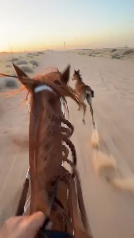 #كسبلور_explor #خيل_وخياله🐎 #سباقات_الخيل #شيخه #نقوه 