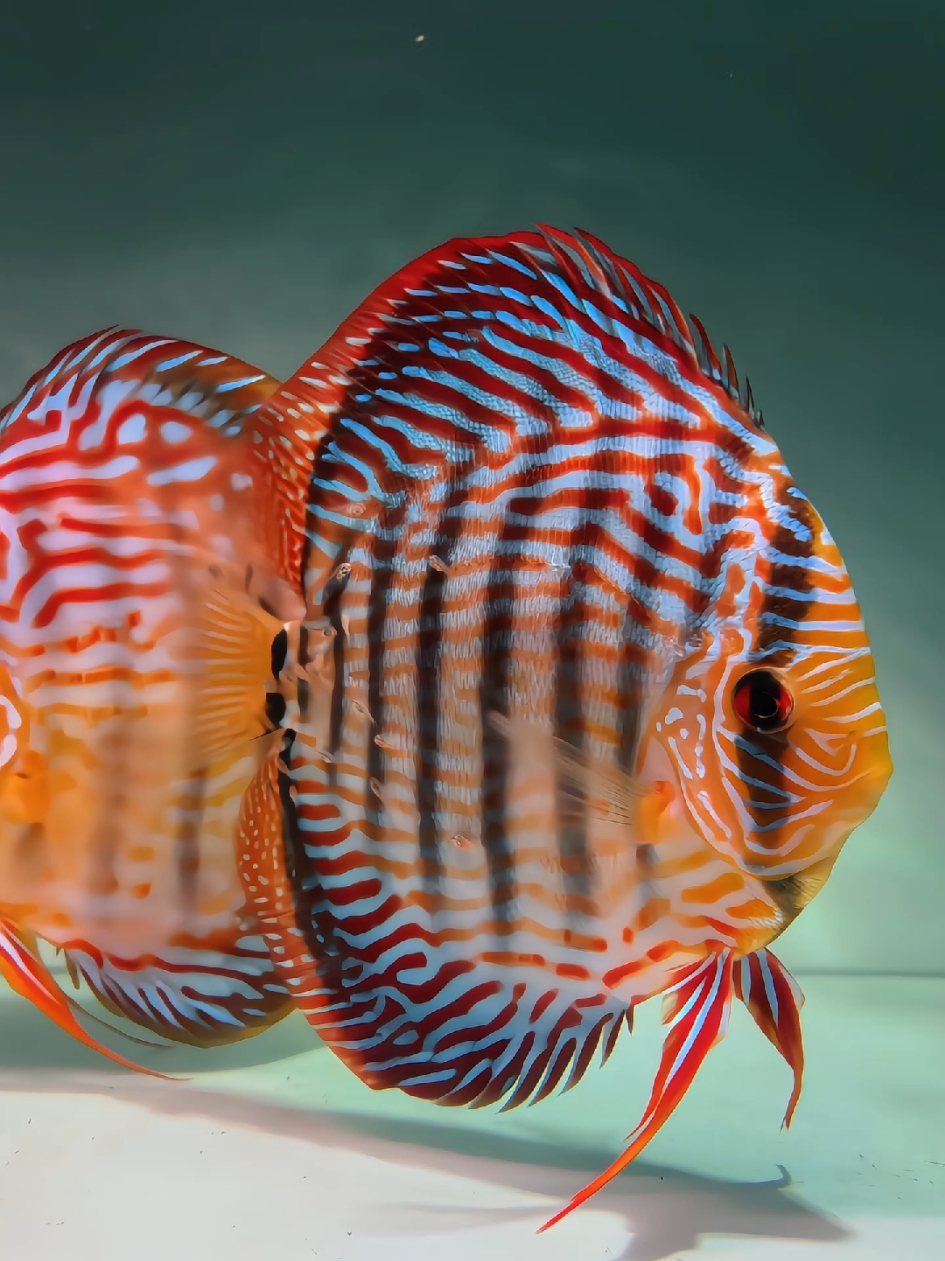 Si anggun penghuni aquarium! 🐟✨ Ikan discus, sang primadona air tawar yang bikin hati adem. Siapa yang nggak jatuh cinta sama keindahan warnanya? 🧡💛 #ikanhias #aquarium #hobby #ikan #discus #breeding 