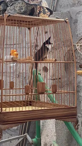 #chaomaovip #chaomaolangson #chaomaohotdau2024 #chaomaotiktok❤ 