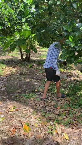 Nay qua cồn cắt mít rồi nha ae 😅😅#mitthaixuatkhau #angiang67 #xuhuongtiktok 