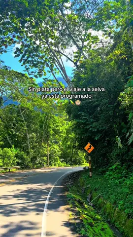 Cuántos viajaran a la selva por vacaciones? ✈️🌴🦜🌳🐵 #paisajesperuanos🇵🇪🏞🍂 #tingomaria_perú💚 #selva #paisajesnaturales 