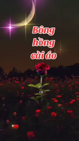 #LIVEFest2024 Bông hồng cài áo #xuhuongtiktok2024 #nhachaymoingay❤️ @Tân Vĩnh Thạnh 