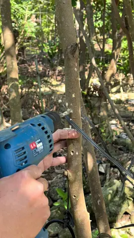The standard drilling distance on a Kynam agarwood tree. #Agarwood #Agarwoodtree #Kynam #Kynamtree #Kynamagarwood #Chinesekynam #Chineseagarwood #Kynamoud #Chineseoud #fypシ #沉香 #奇楠沉香  #كينام_الصيني #عود_هاينان