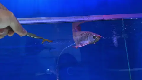 Super Red 25cm #super red#malaysia#arowana#johorbahrumalaysia 