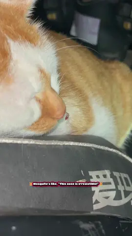 #funnycat#mosquitobite#catantics#meow