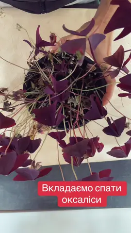 Оксаліси потребують період покою, то ж приділіть вм увагу зараз, і весною, вони віддячать.#оксаліс#кислиця #кімнатнірослини #кімнатніквіти #багаторічники #квітковийсад #зима2024 #колекція #квітучийсад 