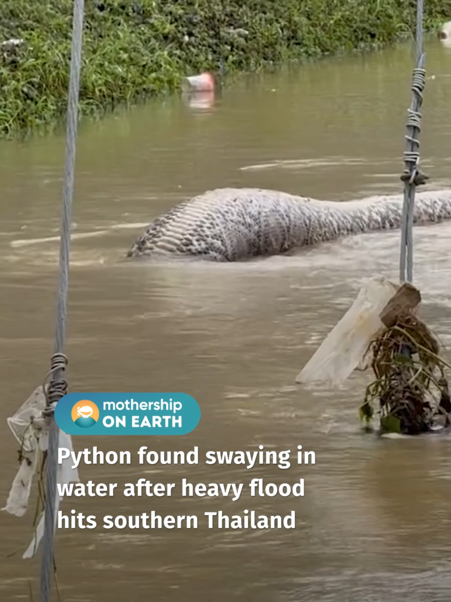 Officials have called it the worst natural disaster to hit some areas of southern Thailand for nearly two decades. #python #thailand #thailand🇹🇭 #flood #floods #pythonsoftiktok
