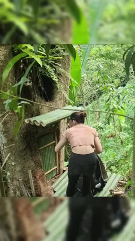 build a shelter in a tree hole and camp overnight #bushcraft #build #camp #camping #survival #shelter #wildlife #Outdoors #outdoor #viralvideo #fyp