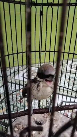 rp baru semi pur masteran viral🔥🔥 #cendetmacan #pentetmacan #masteran #fyp